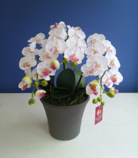 福岡市早良区|花屋|花のやまお フラワーショップ|光触媒
