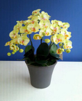 福岡市早良区|花屋|花のやまお フラワーショップ|光触媒