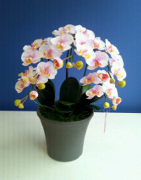 福岡市早良区|花屋|花のやまお フラワーショップ|光触媒