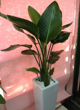 福岡市早良区|花屋|花のやまお フラワーショップ|オーガスタ