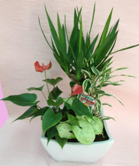 福岡市早良区|花屋|花のやまお フラワーショップ|寄せ植え