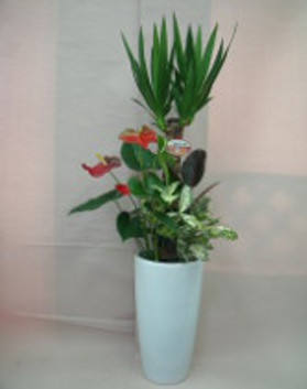 福岡市早良区|花屋|花のやまお フラワーショップ|観葉寄せ植え