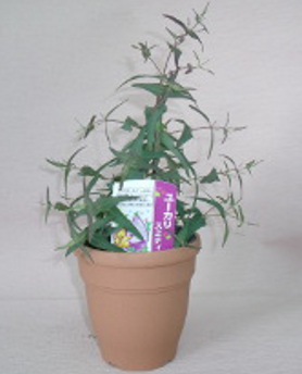 福岡市早良区|花屋|花のやまお フラワーショップ|観葉ユーカリ